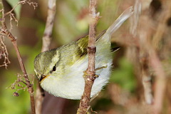 Blyth's Leaf Warbler