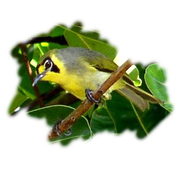 Bonin White-eye