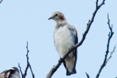 Chestnut-eared Starling