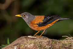 Chestnut Thrush