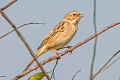 Common Reed Bunting