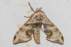 Durian Hawkmoth