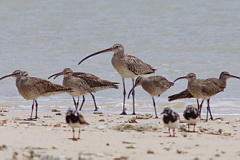 Eurasian Curlew, Eurasian Whimbrel and Ruddy Turnstone
