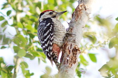 Spot-breasted Pied Woodpecker