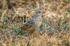 Indochinese Bush Lark