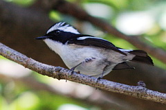 Little Pied Flycatcher