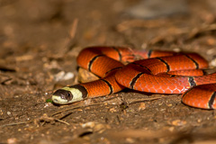 MacClelland's Coral Snake