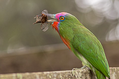 Red-bearded Bee-eater