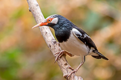 Siamese Pied Myna