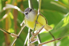 Yellow-bellied Warbler