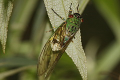 Unidentified cicada