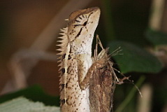 Crested Forest Lizard