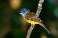 Grey-headed Canary-Flycatcher