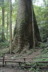 Krabak tree