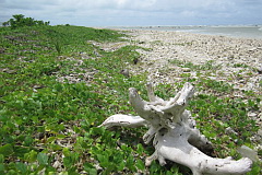 Coral strewn beach