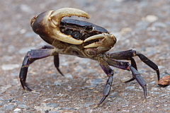 Mountain Crab