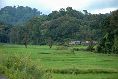 Doi Lang rice paddies