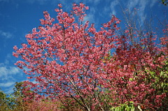 Doi Lang plum blossom