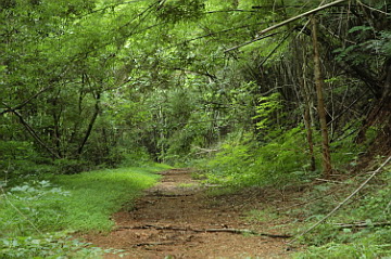 Sang Lan NP Nature Trail