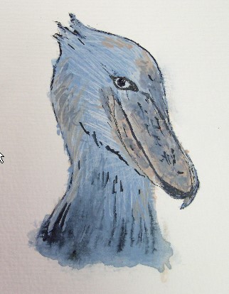 Shoebill