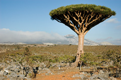 Dragon's Blood Tree