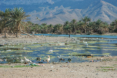 Khor Qalansiyah - birds and pollution