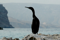 Socotra Cormorant