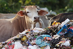 Cow at dump