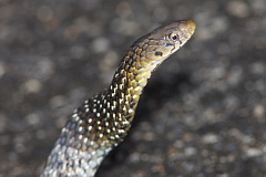 Burmese Mountain Snake