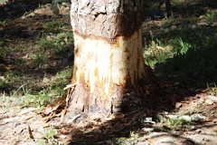Ring barked tree