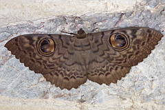 unidentified moth in cave