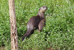 Smooth Otter