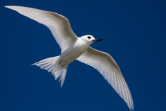 Common White Tern