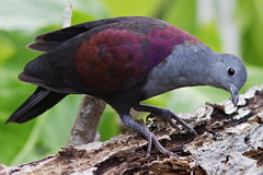 Marquesan Ground Dove