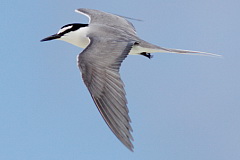 Spectacled Tern