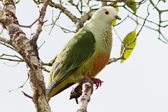 Atoll Fruit Dove