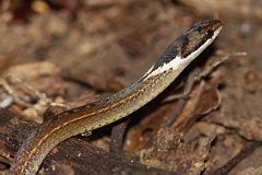 Triangled Black-headed Snake