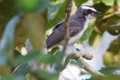 White-browed Fantial