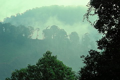 Cloud forest above Chelemhá