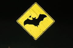 Beware bats
