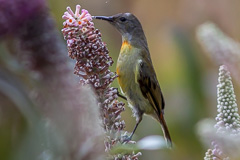 Fire-tailed Sunbird