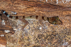 Beautiful Bent-toed Gecko