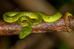 Thai Peninsula Pit Viper