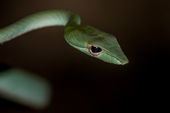 Malayan Vine Snake