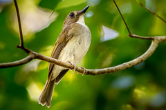 Grey-chested Jungle Flycatcher
