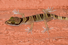 Beautiful Bent-toed Gecko Cyrtodactylus pulchellus