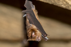 Pendlebury's Roundleaf Bat Hipposideros turpis