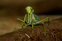 Unidentified mantis