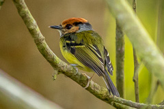 Rufous-crowned Tody Flycatcher