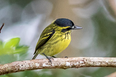 Yellow-browed Tody Flycatcher